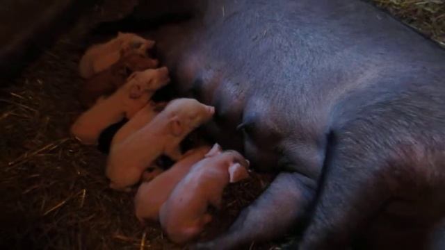 Piglets Drinking Milk / Поросята пьют молоко
