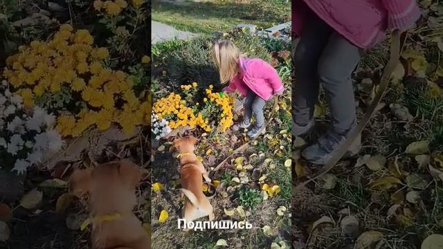 Барби и пес❤️?? смотреть онлайн