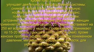 Левзея – полезные свойства и противопоказания
