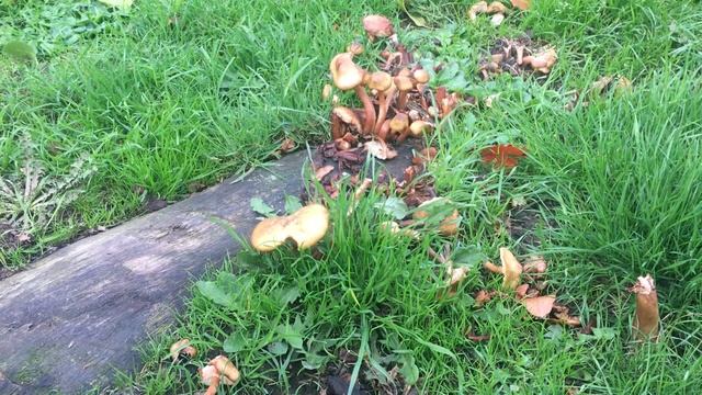 Honey fungus on old Italian alder stump - October 2018 смотреть онлайн