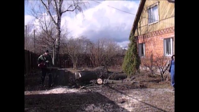 Удаление большой липы частями с завешиванием макушки и веток смотреть онлайн