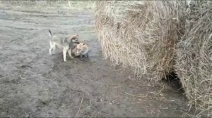 Лиса загуляла с собаками.mp4