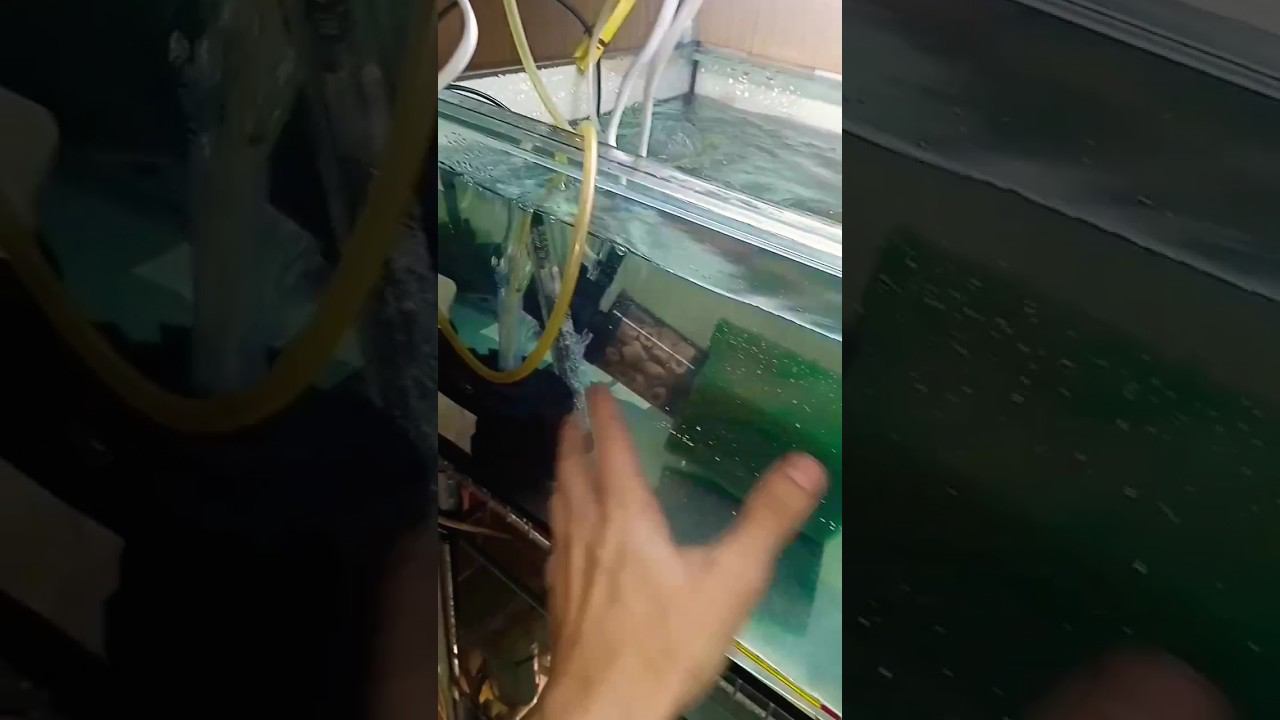 Новый нерестовик запущен #aquarium #аквариум #разводня смотреть онлайн