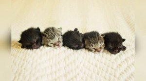 ?МЯУКАНЬЕ КОТЯТ новорожденные КОТЯТА МИЛО МЯУКАЮТ Прикол над котом и кошкой