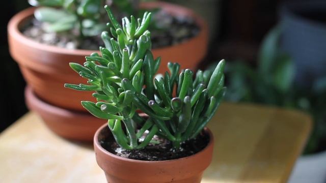 Crassula ovata monstruosa "Hobbit Jade" or "Gollum's Jade" Care | A Plant A Week смотреть онлайн