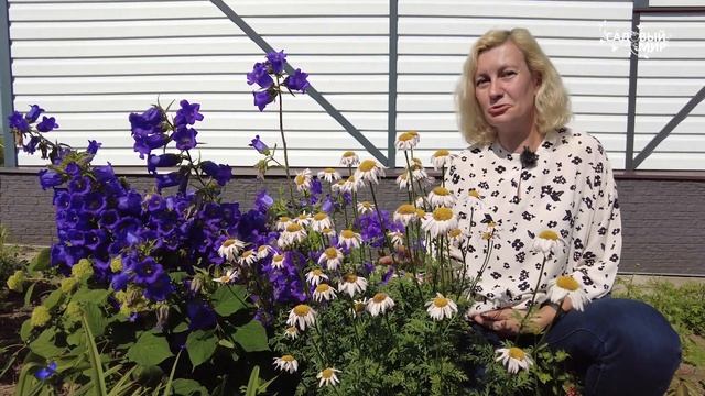 Далматская ромашка - природный защитник сада от насекомых-вредителей: как это работает смотреть онлайн