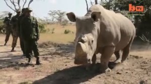 ТОП 12 РЕДКИХ ЖЫВОТНЫХ