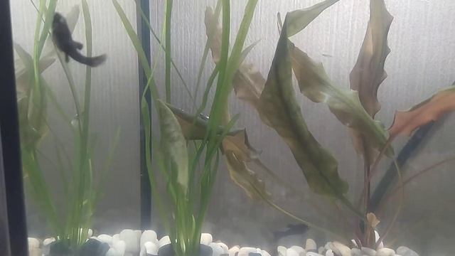 моллинезия самец смотреть онлайн