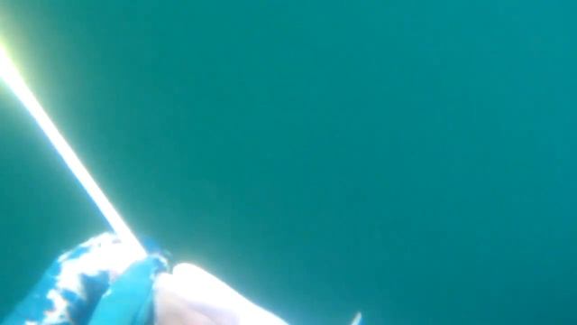 Подводная охота Владивосток . Терпуг . Пневмат Скорпена V85 (Salvimar)