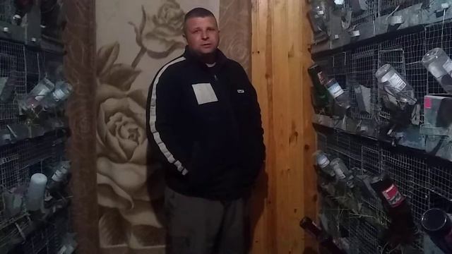 Шиншили як бизнес.