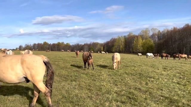 Мы вернулись!!!! Соскучился по нашим лошадям и при первой возможности уехал к ним/ КФХ Идиятуллин смотреть онлайн