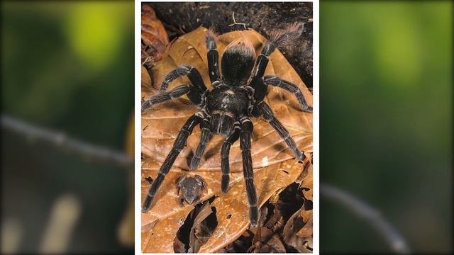Учёные Обнаружили Самого Большого Паука в Мире смотреть онлайн