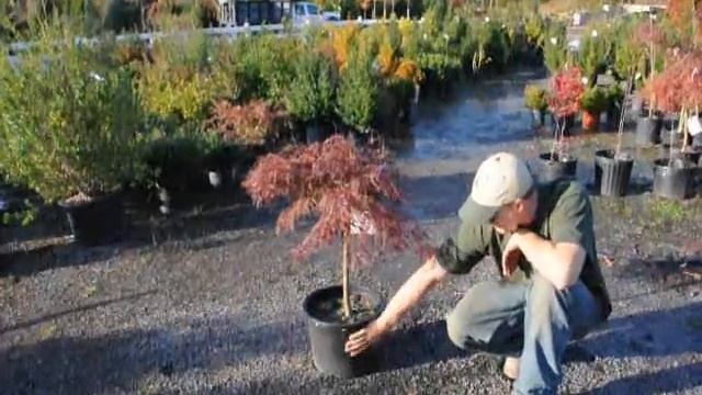 We Like Rain смотреть онлайн