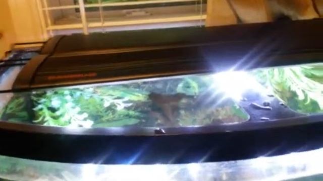 Marineland LED 24" plant light 36 gallon tank смотреть онлайн