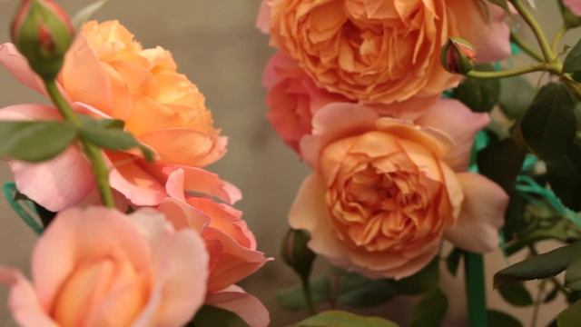 Роза Капри (Capri)