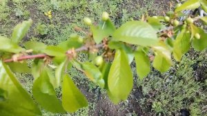 Ранняя черешня по итогам весны 2020: Валерий Чкалов, Ярославна, Джерело - сравнение.