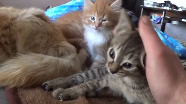 Кое-какие разговорчики + утро 7 мая ❖ КОТОЖИЗНЬ! смотреть онлайн