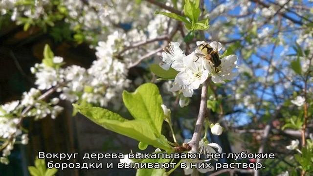Чем подкормить сливу после цветения смотреть онлайн