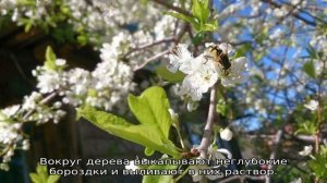 Чем подкормить сливу после цветения