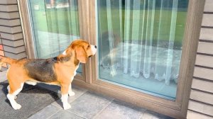 БАТЯ ВЫГНАЛ ШЕРЛОКА. ЧТО СДЕЛАЛ ЩЕНОК? БРОС ШОУ ПЕТ