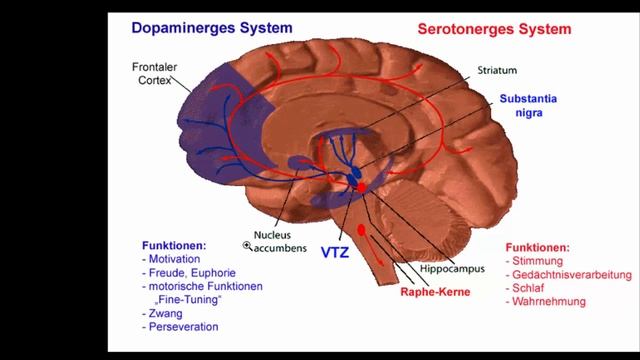 Psychologie - 2. Wahrnehmung 2. "Gehirn" und "Wahrnehmung" смотреть онлайн