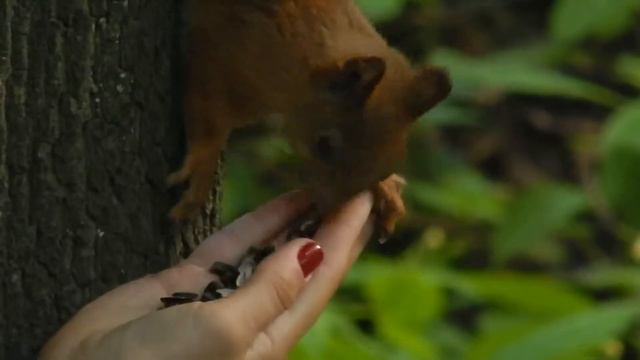 Белка в Нескучном саду) смотреть онлайн