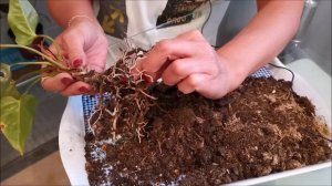 Спасаем погибающий антуриум, последствия неподходящего грунта.