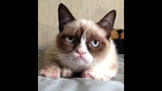 Знаменитые КИСКИ интернета смотреть онлайн