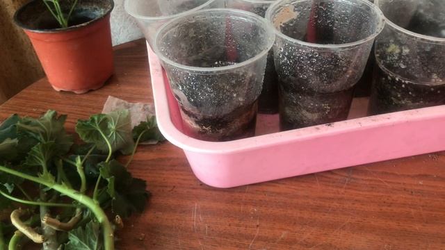 Как укоренить Герань (Пелпргонию)? Укоренение в земле. смотреть онлайн