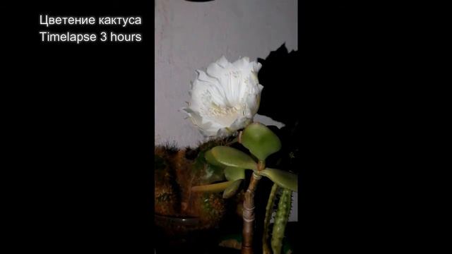 Cactus flower 2021 смотреть онлайн