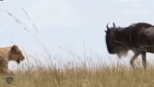 Revenge Party!! Komodo Dragons Suffer Crazy Wrath Of Gorillas For Daring To Attack Their Babies смотреть онлайн