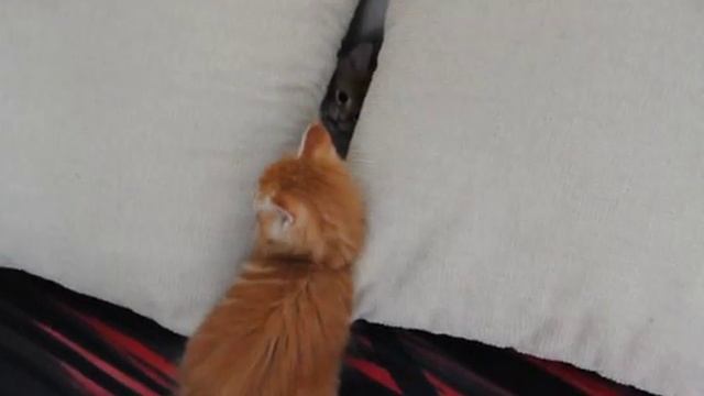 Котята мейн кун. Питомник Дикий зверь смотреть онлайн