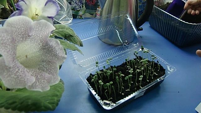 ?Гайлардия, посев семян . Не уже ли кому-то это нужно ? смотреть онлайн