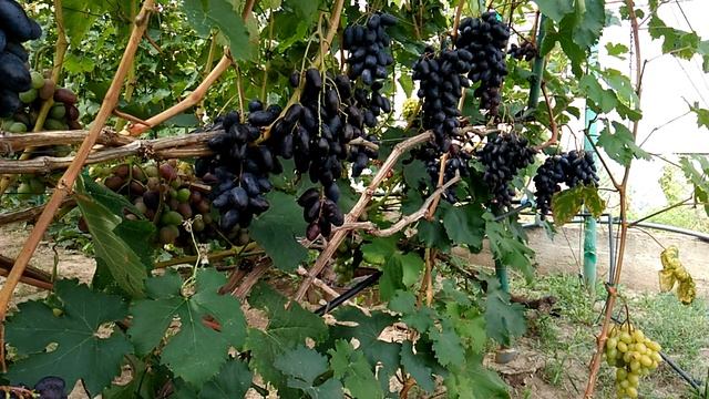 ВИНОГРАД КАЛУГИНА В.М. РЕМБО -ОЧЕНЬ РАННЕГО СРОКА СОЗРЕВАНИЯ С КРУПНОЙ ЯГОДОЙ . смотреть онлайн