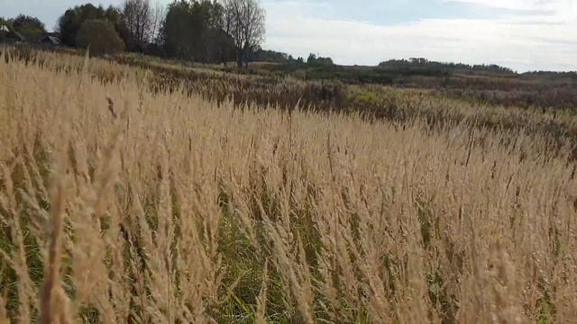 К тёмной заводи через пампасы. смотреть онлайн