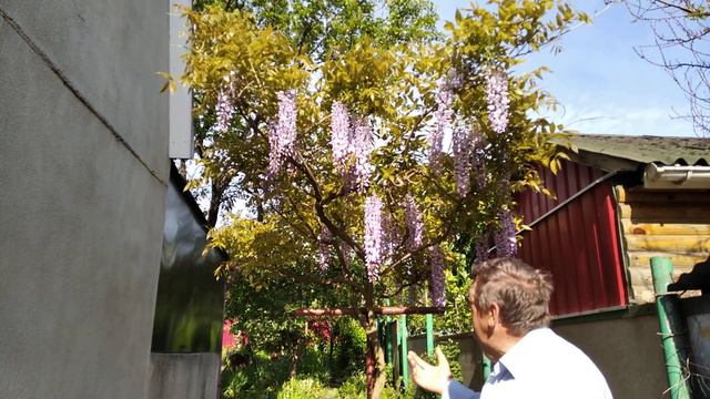 2021. Гліцинія -істино чудова краса природи ! смотреть онлайн