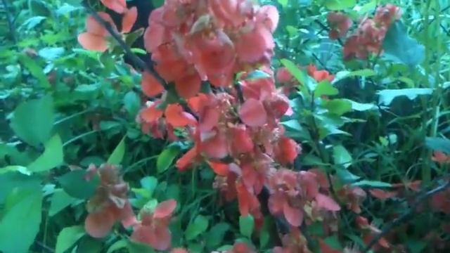 Айва японская цветет! смотреть онлайн