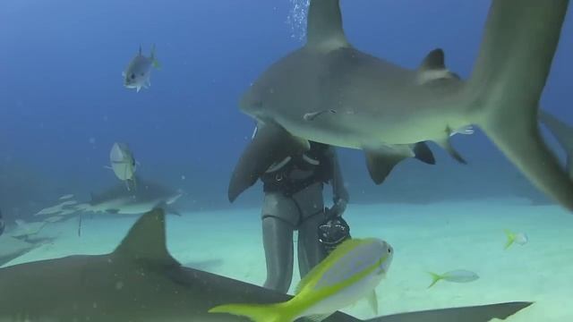 Hand Feeding Caribbean Reef Sharks