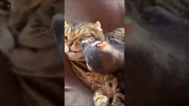 #Хонорик и милые #котики #Милахи #коты #животные #милота #Shorts смотреть онлайн