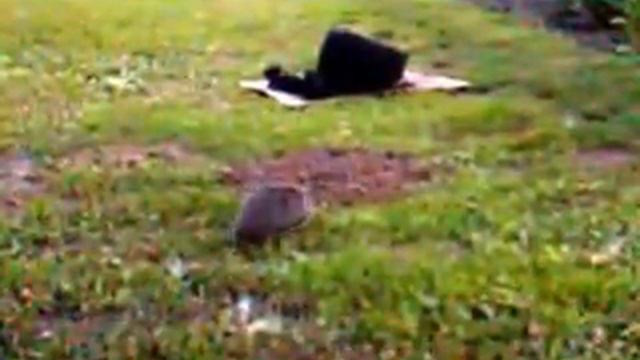 Ночная жизнь на пасеке смотреть онлайн