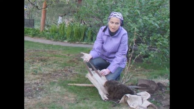 Пересадка кустарников не вовремя смотреть онлайн