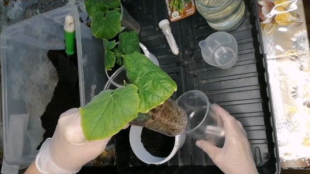 РАССАДА. ОГУРЦЫ ПРИШЛО ВРЕМЯ ПЕРЕСАДКИ. смотреть онлайн