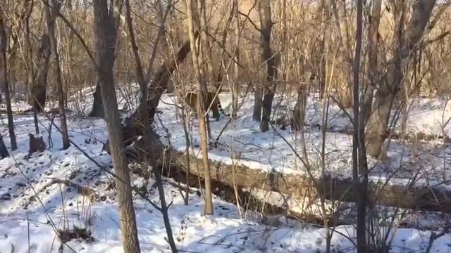 Тигр в Краковке редкие кадры