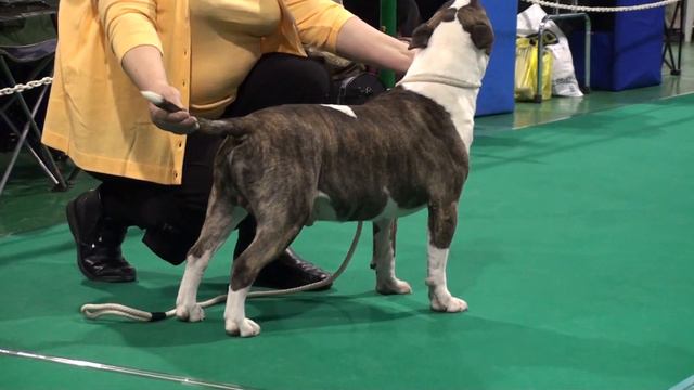 CACIB (Международная выставка собак) ЗВЕЗДЫ СИБИРИ 2011 00475 смотреть онлайн