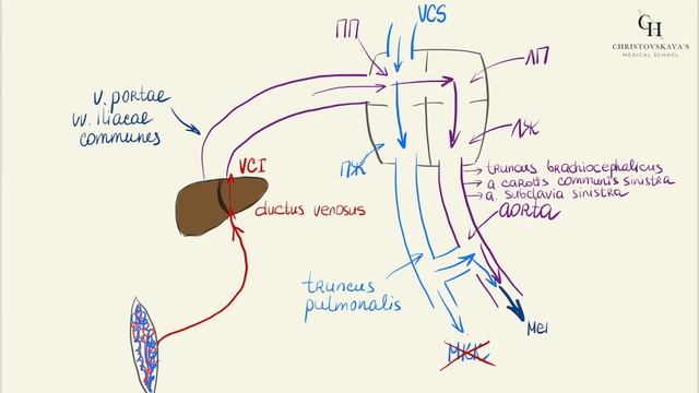 Кровообращение (кровоснабжение) плода | Анатомия