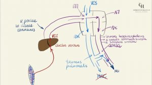 Кровообращение (кровоснабжение) плода | Анатомия