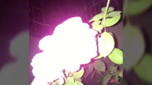 Самые красивые розы на свете смотреть онлайн