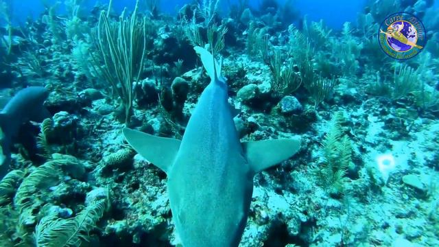 BELIZE - IMMERSIONE 8D смотреть онлайн