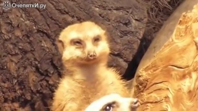 Сурикат засыпает смотреть онлайн