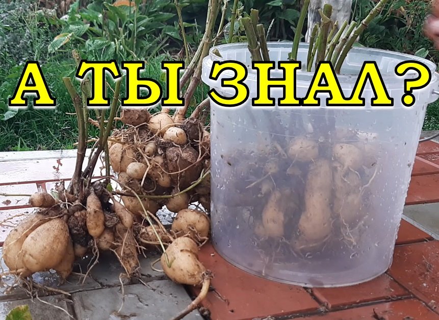 ГЕОРГИНЫ: Когда выкапывать и как хранить клубни зимой??? смотреть онлайн